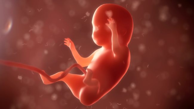 foetus
