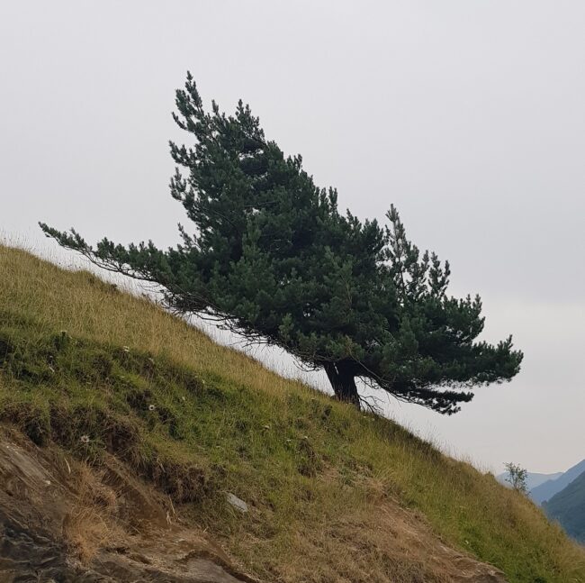 arbre_en_montagne